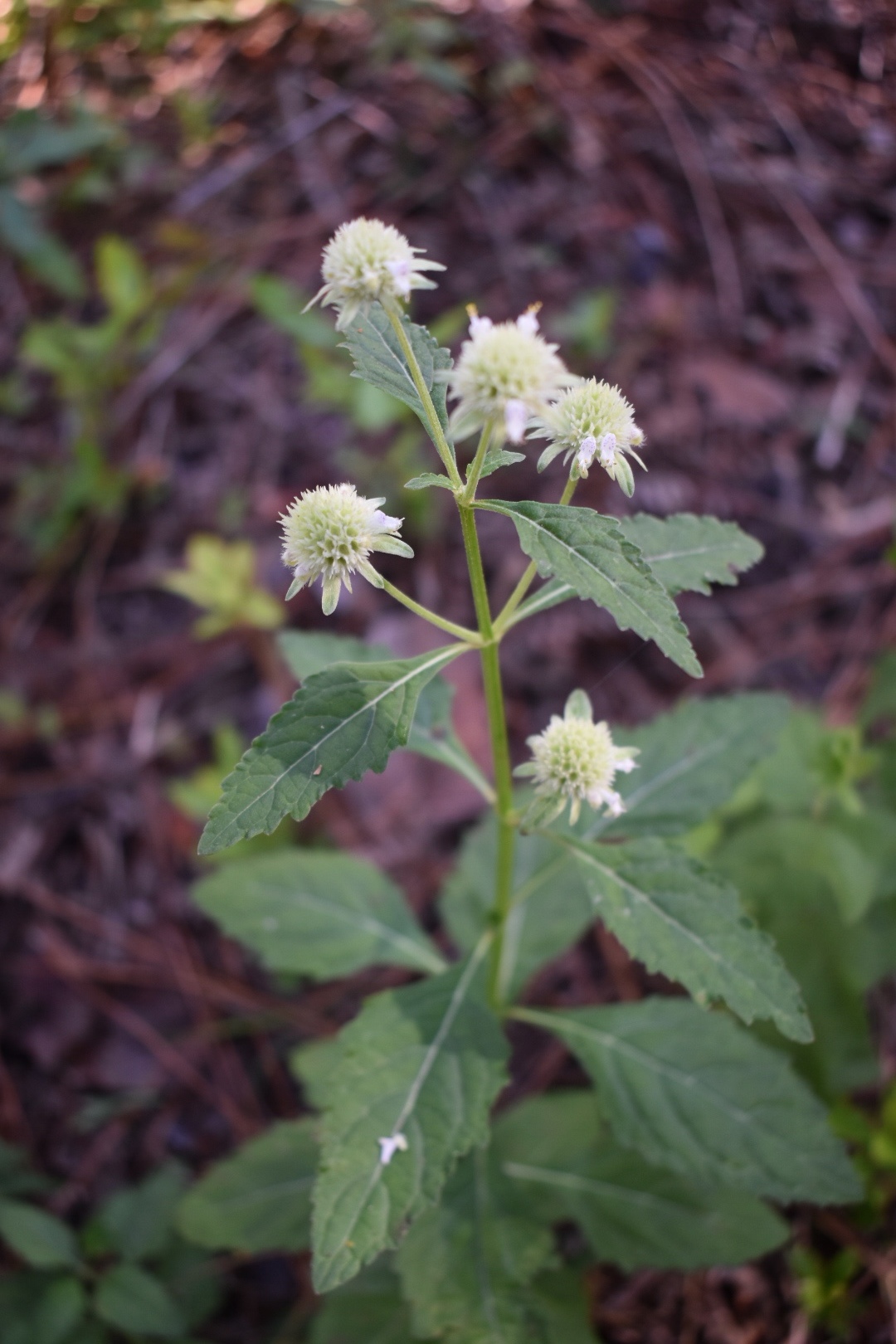 Hyptis alata