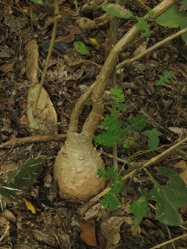Cayaponia glandulosa