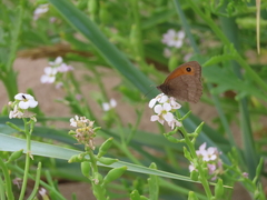 Meadow Brown