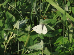 Small White