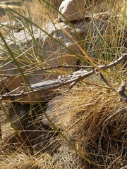 Chamaeleo chamaeleon