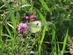 Large White
