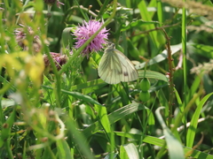 Green-veined White