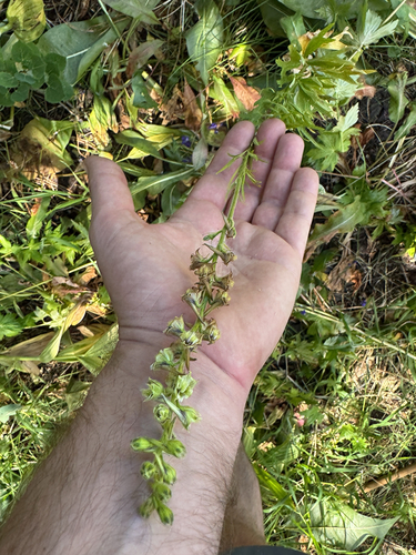 Delphinium viridescens