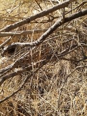 Chamaeleo chamaeleon