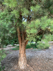 Melaleuca alternifolia