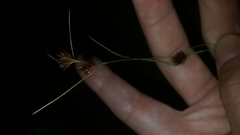 Rhynchospora chalarocephala