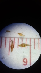 Rhynchospora chalarocephala