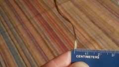 Rhynchospora chalarocephala