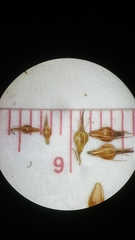 Rhynchospora chalarocephala