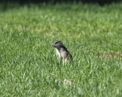 Poliocitellus franklinii
