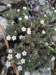 Euploca confertifolia