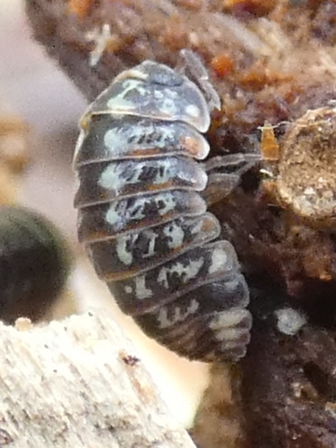 Beautiful Pill Woodlouse, Karlskronavägen, 121 52 Johanneshov, Sweden, photo 8 of 10