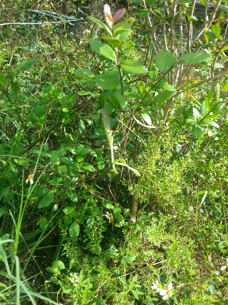 Larger Florida Mantis