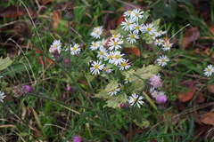 Aster microcephalus