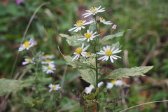Aster microcephalus