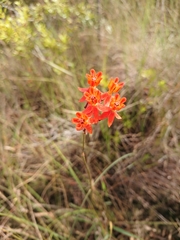 Asclepias lanceolata image
