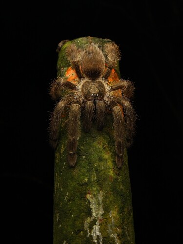Psalmopoeus reduncus