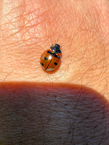 Transverse Lady Beetle photographed in Wyoming
