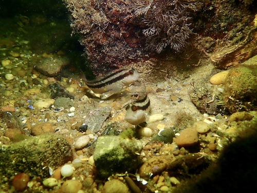 Parablennius pilicornis
