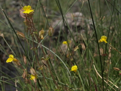 Erythranthe microphylla