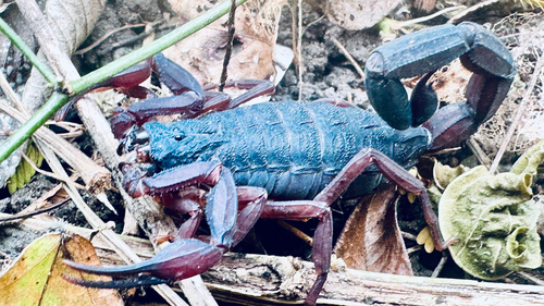 Slender Brown Scorpion