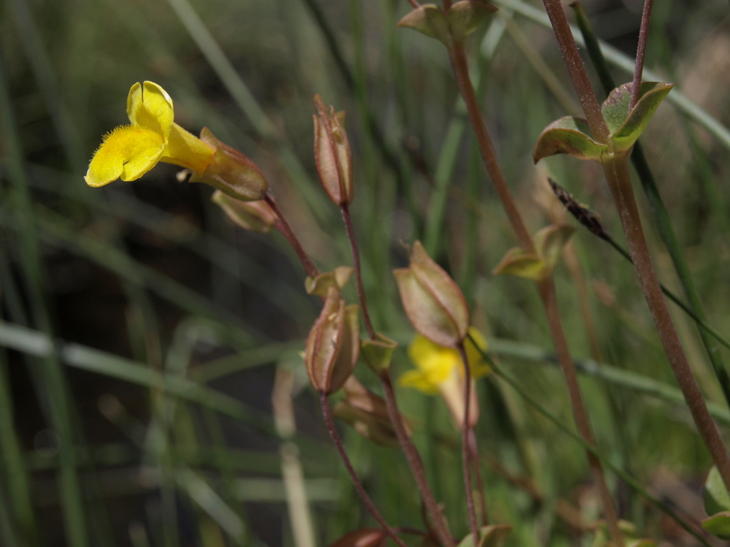 Utah Monkeyflower