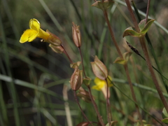 Erythranthe microphylla