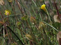 Erythranthe microphylla