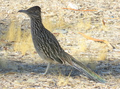 Geococcyx californianus