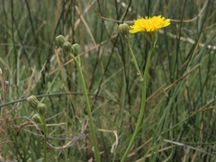 Crepis runcinata glauca