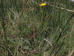 Crepis runcinata glauca