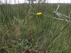 Crepis runcinata glauca