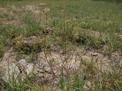 Cleomella parviflora