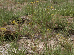 Cleomella parviflora