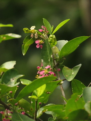 Malpighia glabra