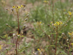 Cleomella parviflora