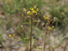 Cleomella parviflora