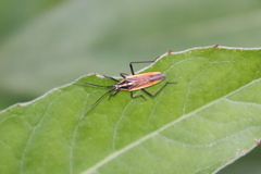 Leptopterna dolabrata