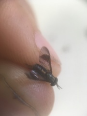 Chrysops univittatus