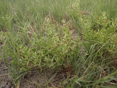 Nitrophila occidentalis
