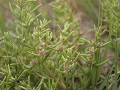 Nitrophila occidentalis