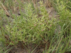 Nitrophila occidentalis