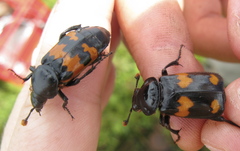 Nicrophorus marginatus