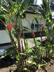Musa coccinea