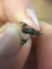 Chrysops univittatus