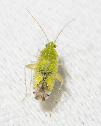 Keltonia tuckeri (Poppius, 1911)