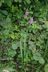 Gladiolus imbricatus