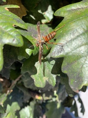 Polistes fuscatus