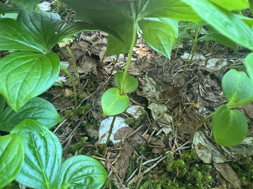 Cornus unalaschkensis, photograph 1
